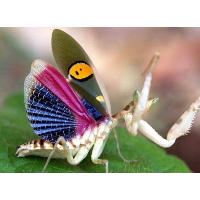 Creobroter gemmatus SUBADULT COUPLE - Mantis Flower