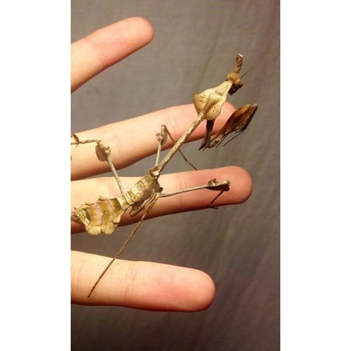 Gongylus gongylodes - Geigenschrecke