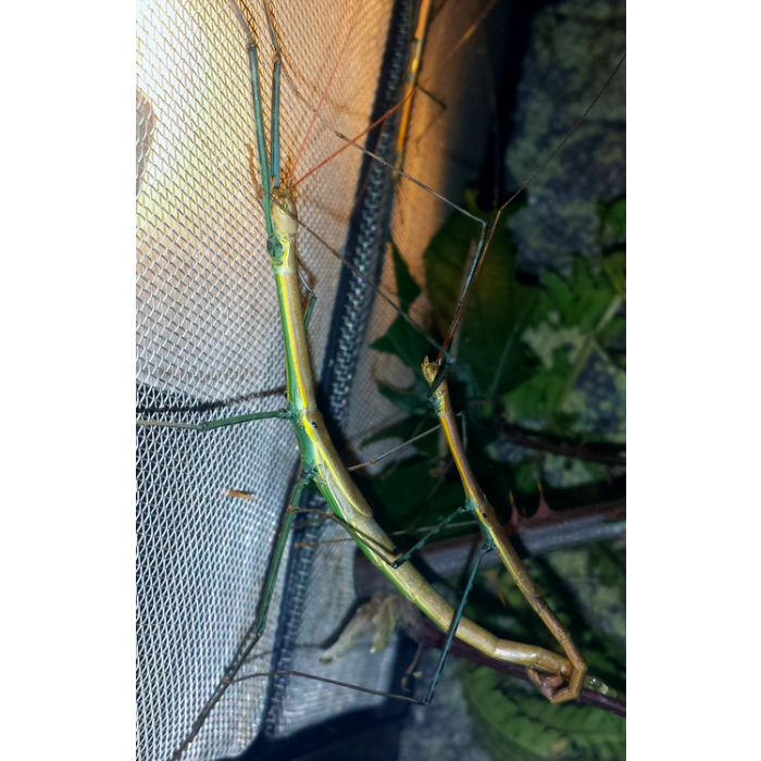 Marmessoidea sp. 'Cat Tien