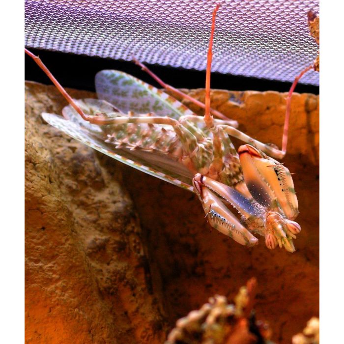 Blepharopsis mendica - Teufelsblumenschrecke