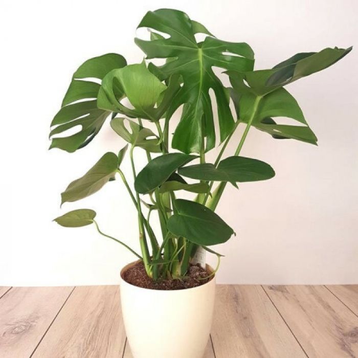 Monstera Deliciosa XL 75cm