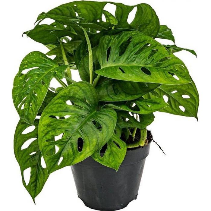 Monstera adansonii - Affenmaske