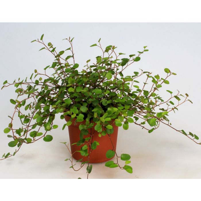 Mühlenbeckia complexa