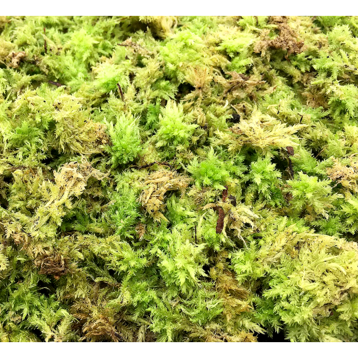 Lebendes Sphagnum-Moos