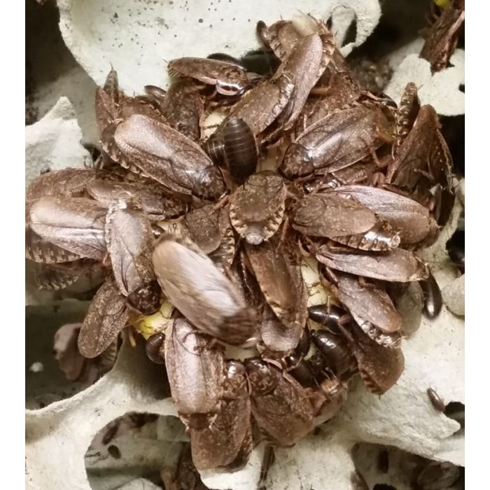 Nauphoeta cinerea - 20 Stück