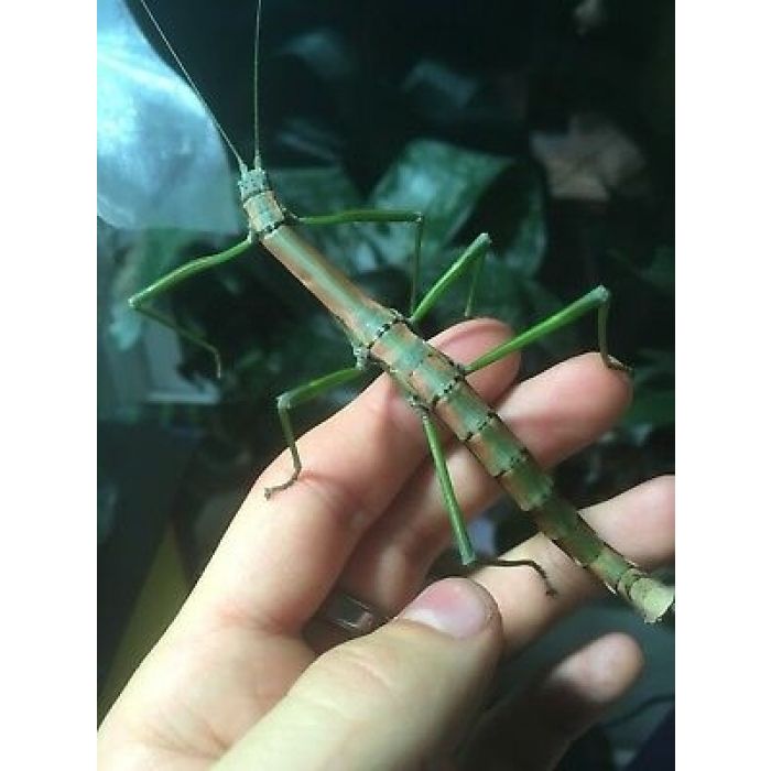 Nuichua rabaeyae 'Nui Chua'