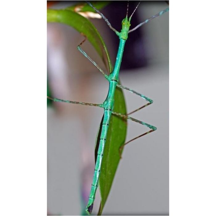 Myronides sp. 'Peleng