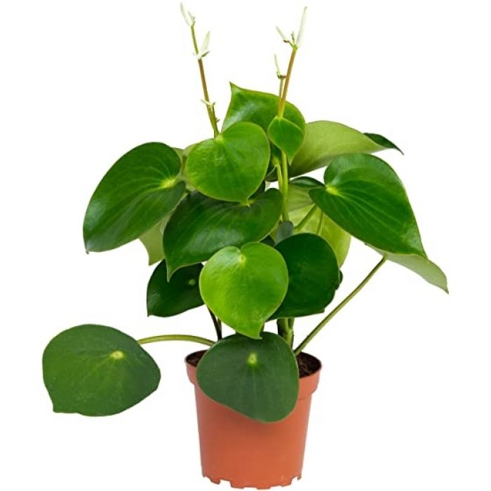 Peperomia polybotrya 'Regentropfen'