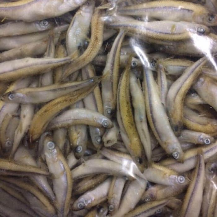 Bakterien/Acquads - Umschlag 1Kg