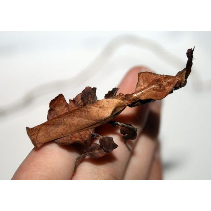 Phyllocrania paradoxa ERWACHSENES PÄRCHEN - Phantomschrecke