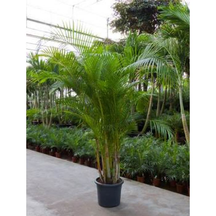 Chrysalidocarpus lutescens Palme