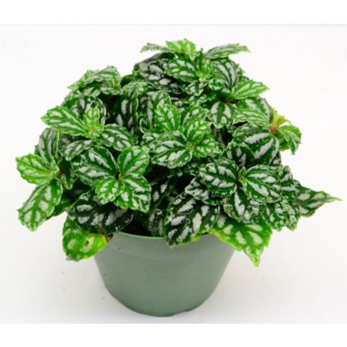 Pilea cadieri