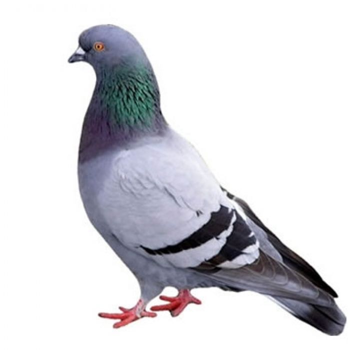 Taube mit Federn - 1 Stück