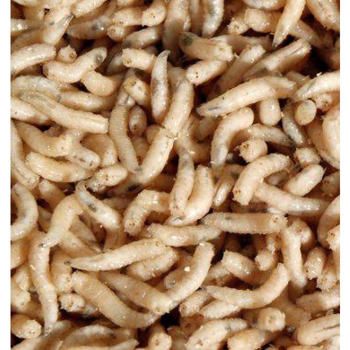 Getrocknete Pinkies Premium Qualität 1Kg