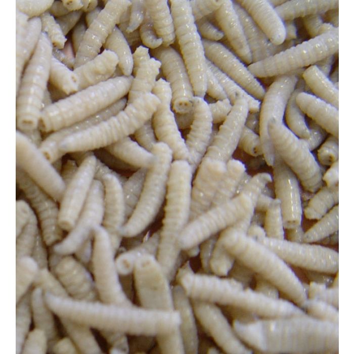 Gefrorene Pinkies - 450gr. Top Insekt