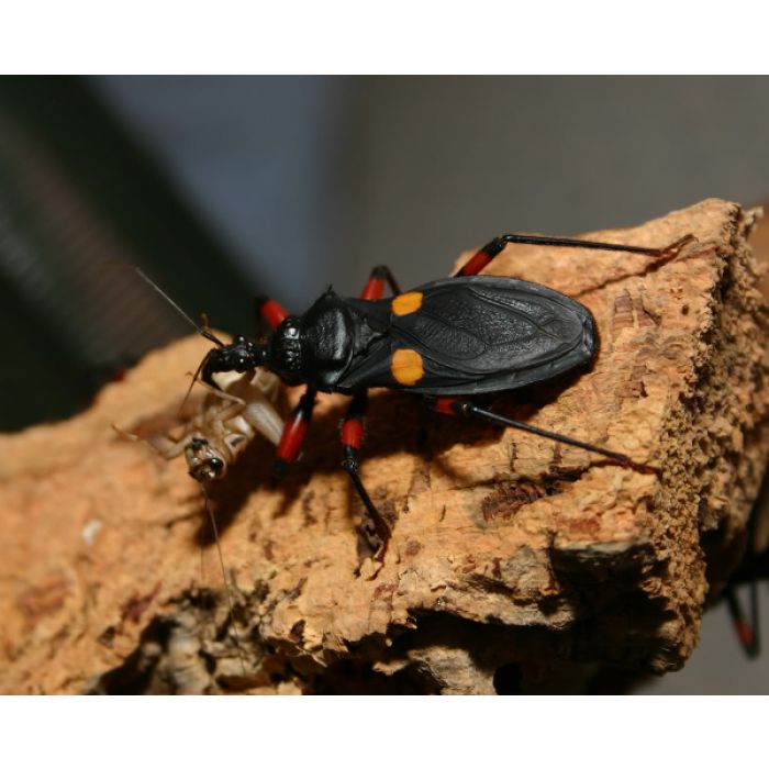 Platymeris biguttatus 'Afrikanische Riesenkillerwanze