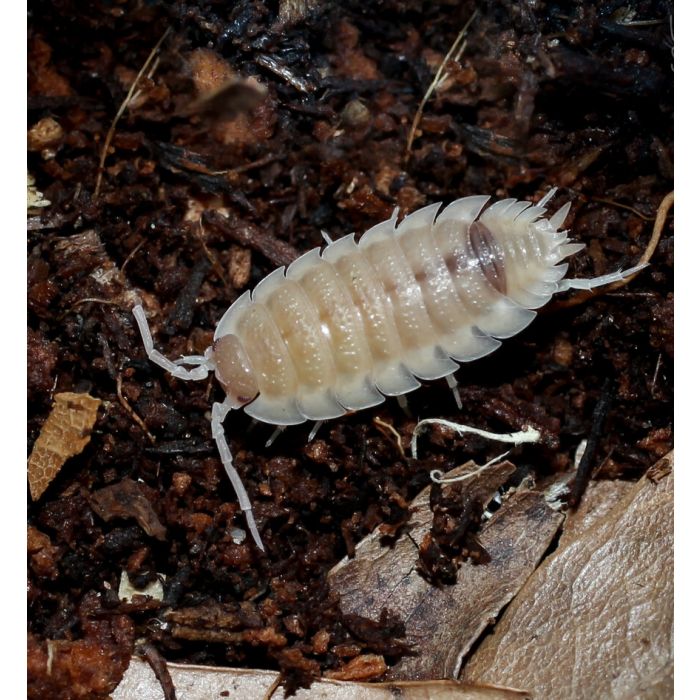 Porcellio scaber 'Ghost' - 10 Stück