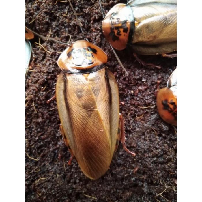 Eublaberus posticus - 10 Stück