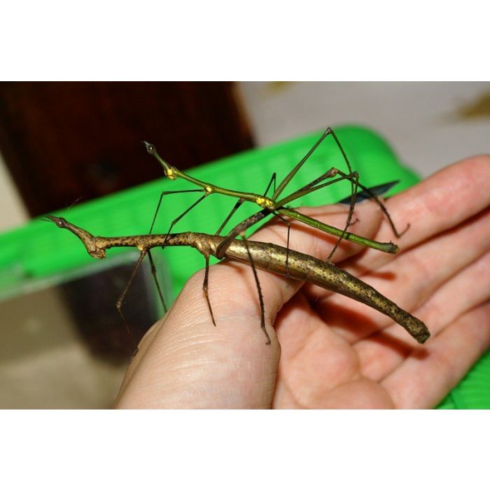 Proscopia luceomuculata - Pferdekopf-Hengst