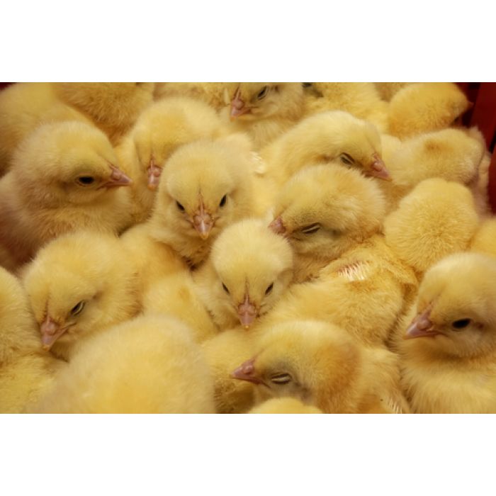 Gefrorene Küken - Karton 10 Kg.