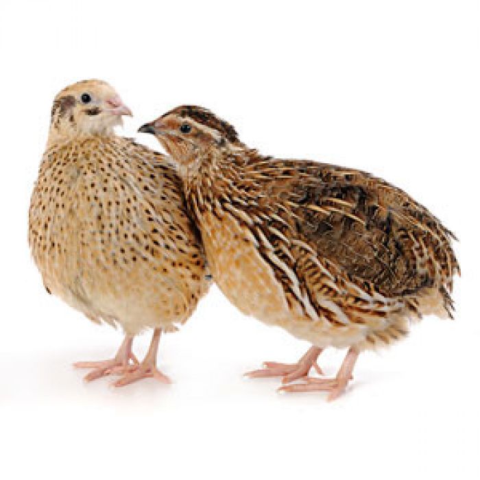 Gefrorene Wachteln 250gr - Karton 10 Kg.