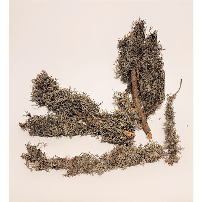 Zweige mit natürlichen Flechten - 4 Stück