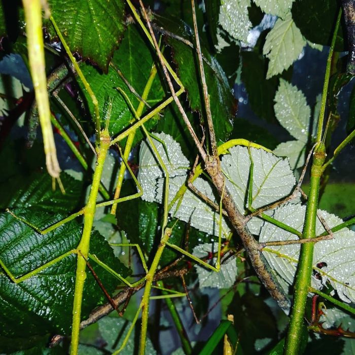 Stabheuschrecke - Ramulus artemis