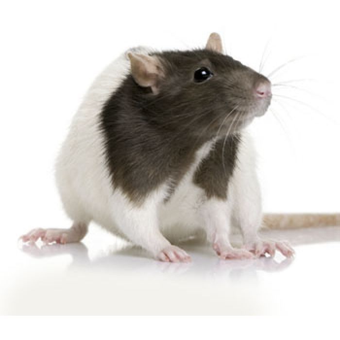 Große Ratten (100-140gr) - 10 Stück