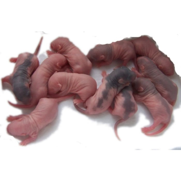 Baby-Ratten (Pinky) - 50 Stück