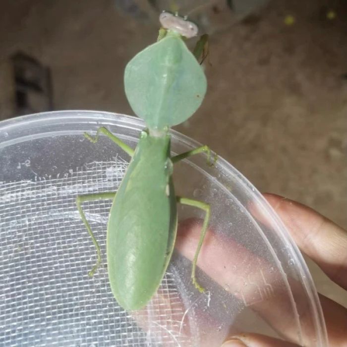 Rhombodera basalis - Riesige Gottesanbeterin