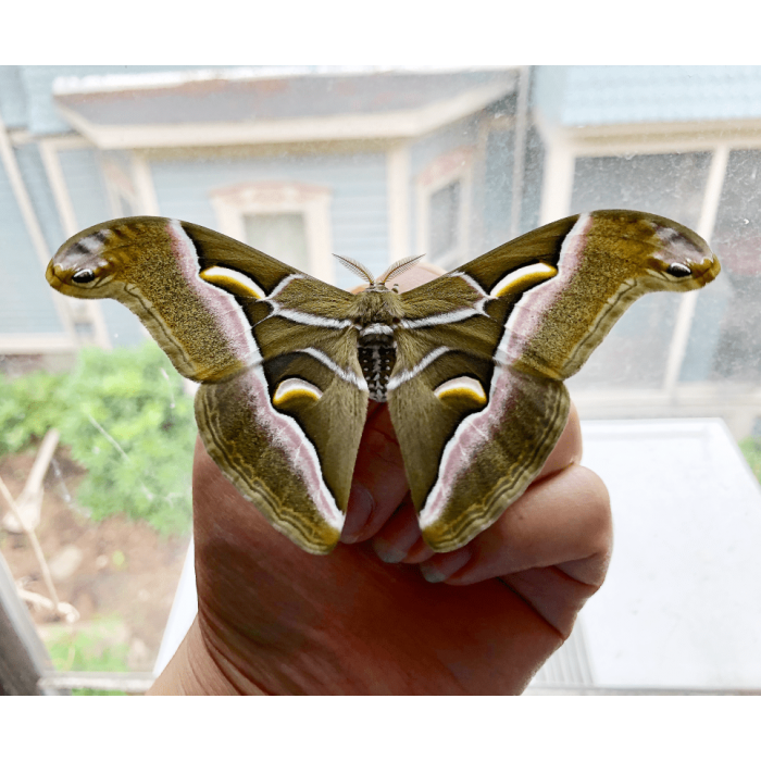 Samia Ricini - 10 Raupen