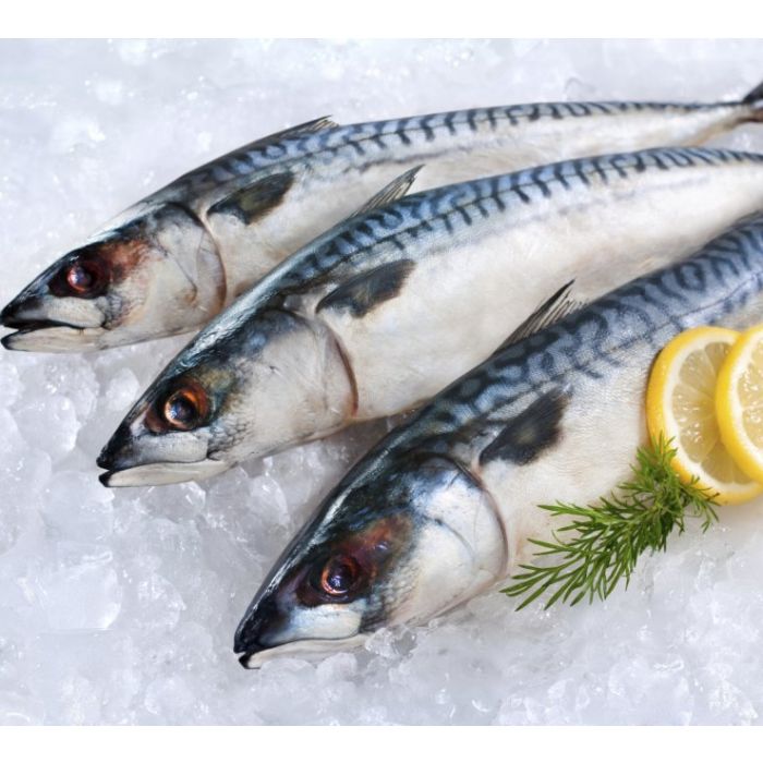 Makrele 20-25cm - Packung 1 Kg.