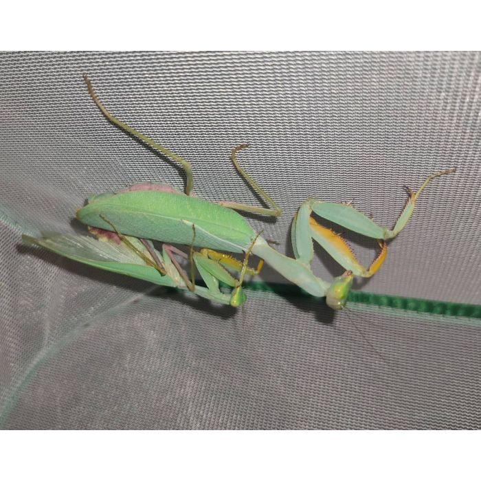 Sphodromantis Lineola SUBADULT COUPLE - Grüne/Afrikanische Blaue Gottesanbeterin