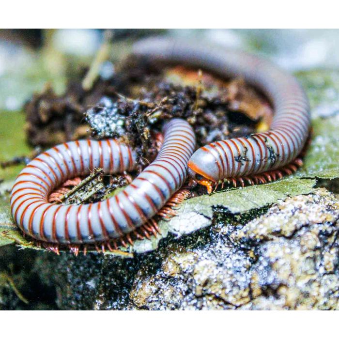 Tonkinbolus Dollfusi - Regenbogen-Tausendfüßler