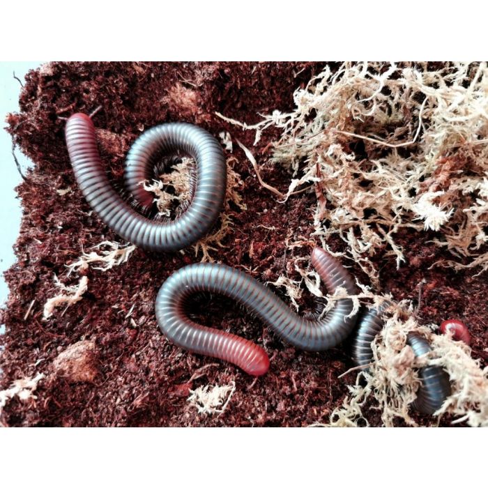 Spirostreptus servatius - Feuerkopf-Tausendfüßler