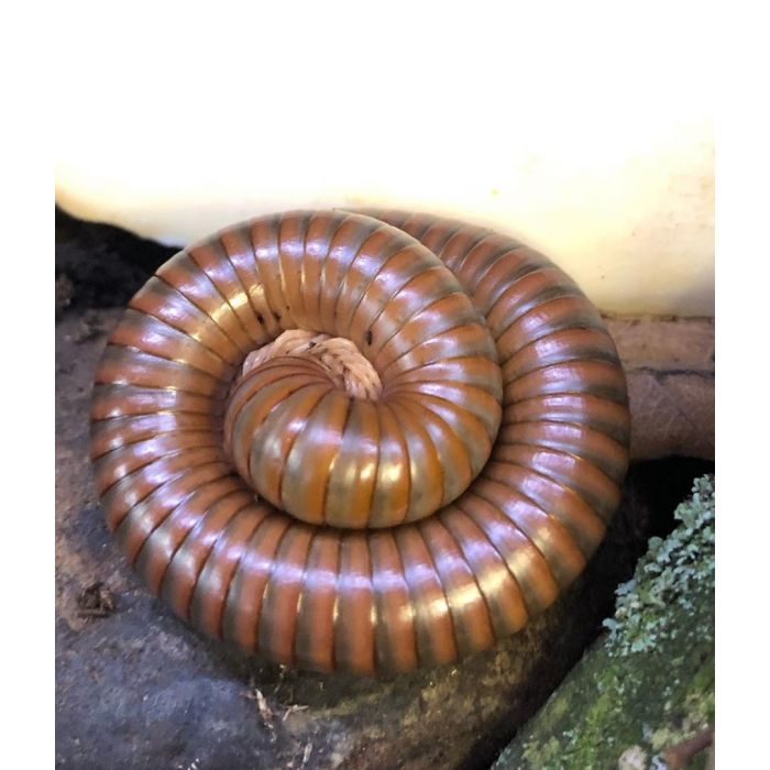 Spirostreptus sp. 1 'Tansania