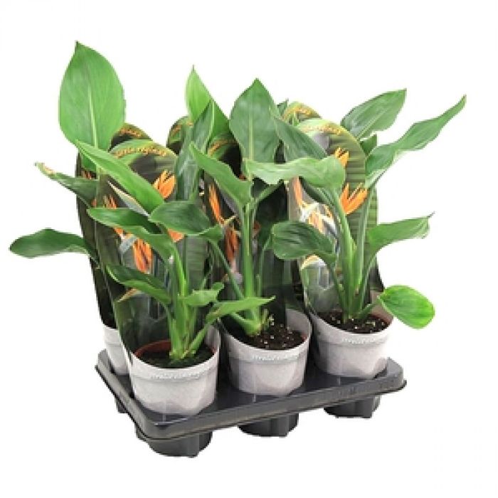 Strelitzia 30cm - Paradiesvogel