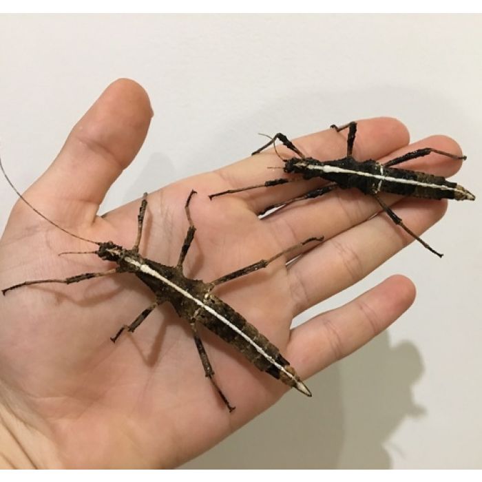 Sungaya Inexpectata - Sungay Stabheuschrecke