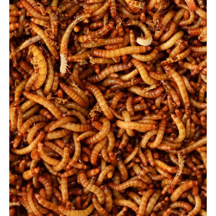 Mehlmotten Gefroren - 400gr.