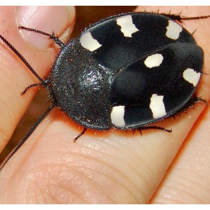 Therea petiveriana - 10 Exemplare