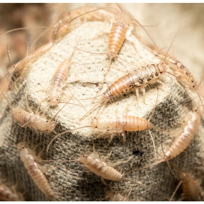 Thermobia - Starter Kolonie 50 Stück