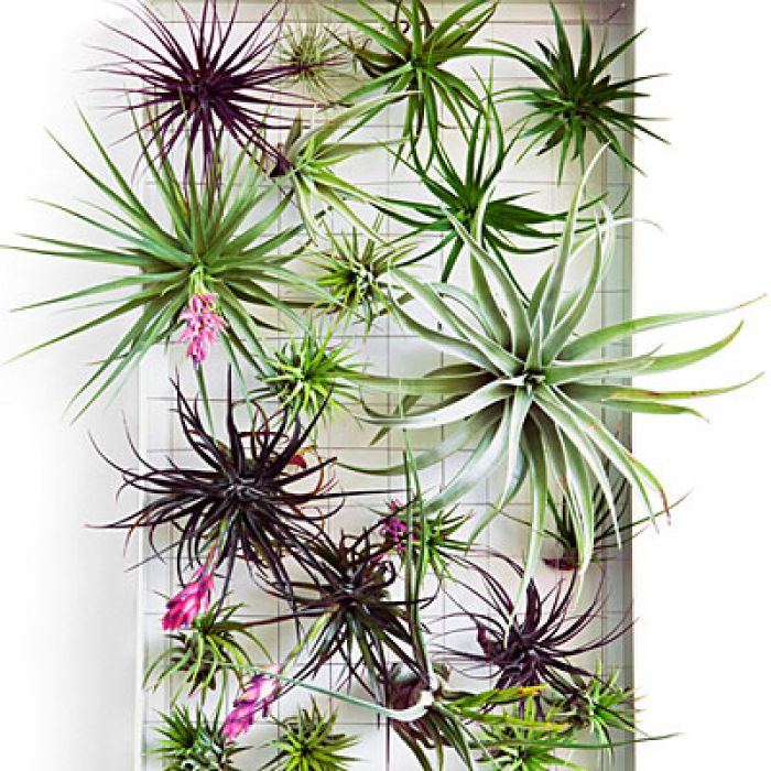 Tillandsia sp. Mix 1 Pflanze