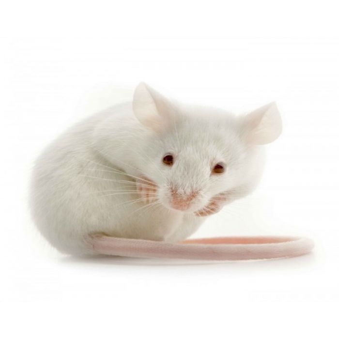 Springer Ratten - 50 Stück