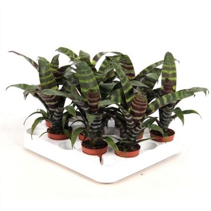Bromelia Vriesea 'Era' Wald