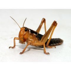 Wanderheuschrecke - handliche Größe 500 Stück