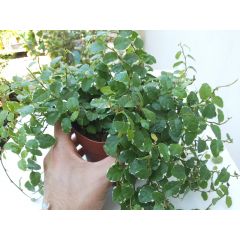 Ficus pumila