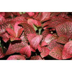 Fittonia sp. rot