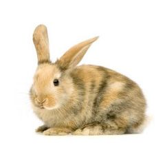 Gefrorene mittlere Kaninchen 1-1,5kg