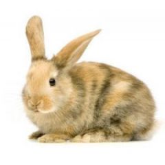 Gefrorenes XXL Kaninchen 3-3.5Kg