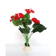 Anthurium Rot 40cm